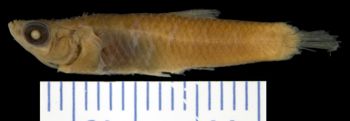 Media type: image; Ichthyology 6830